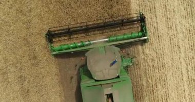 Yeşil hasat sahada buğday hasat alan çalışma