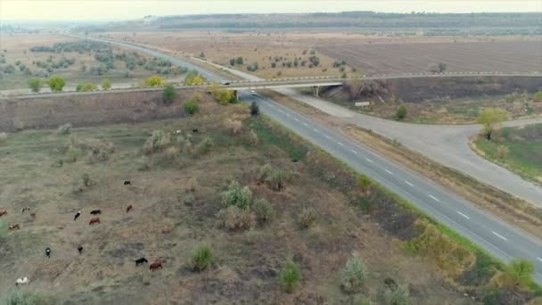 Autopista fuera de la ciudad vista panorámica desde arriba, carretera a lo largo del campo, los coches se van, la motocicleta se mueve a lo largo de la carretera, el tráfico — Vídeos de Stock