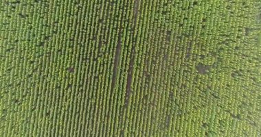 Ayçiçeği, satır boyunca yaz aylarında ayçiçeği alanım tarih