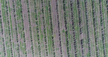 Ayçiçeği, satır boyunca yaz aylarında ayçiçeği alanım tarih