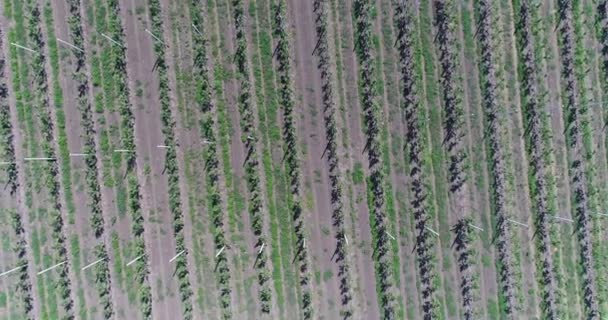 Tournesol sur le champ, champ de tournesol en été, le long des rangs 