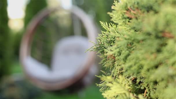 Vista de um gramado verde e vime de vime cadeiras-conchas para relaxar, hotel, cadeira de banco de suspensão em design cesta no campo de grama verde, cadeira de vime no gramado — Vídeo de Stock