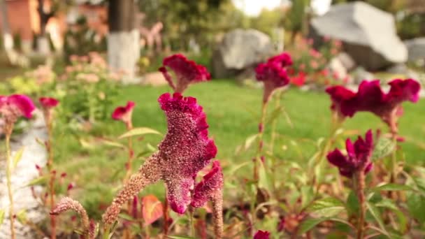 Röda blommor i parken på en grön gladen, blommor i trädgården, vacker trädgård — Stockvideo