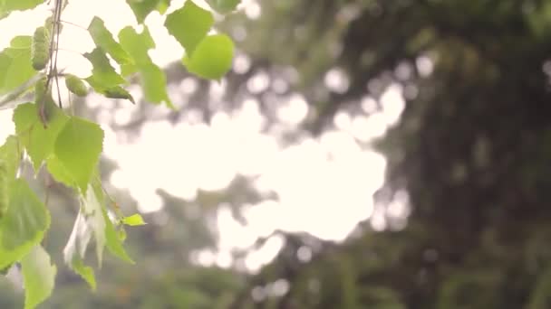 Birkenkätzchen auf einem Ast Nahaufnahme Frühling. Birkenknospe auf einem Naturhintergrund. ein Zweig einer Birke mit Blättern und Nieren — Stockvideo