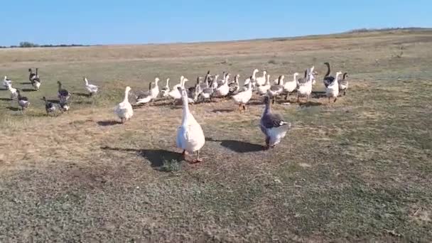 Mehrere Hausgänse laufen entlang des grünen Rasens, Gänse laufen über den Rasen, graue und weiße Gänse laufen über das Feld — Stockvideo