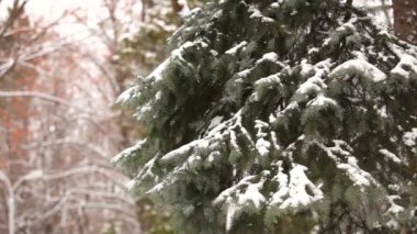 Ağaç, karla kaplı kar bir ağaç Noel dallarda kar ağaçlarda yatıyor