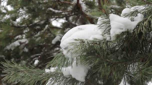 Arbre enneigé, neige sur les branches d'un arbre, arbres de Noël dans la neige 