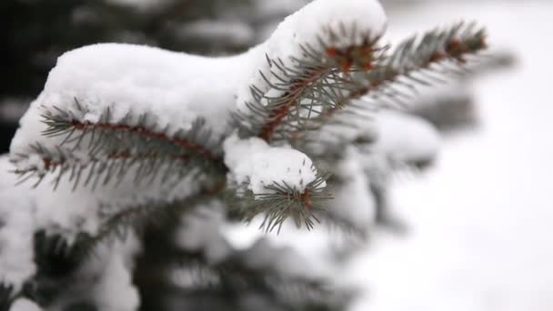 Snötyngda träd, snö ligger på grenarna i ett träd, jul träd i snön — Stockvideo
