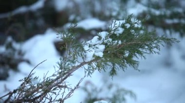 Ağaç, karla kaplı kar bir ağaç Noel dallarda kar ağaçlarda yatıyor