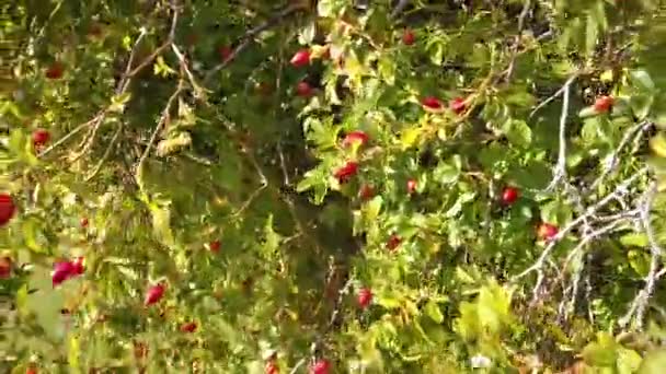 Naturaleza de la patagonia. Chile trekking, Plantas en patagonia — Vídeo de stock