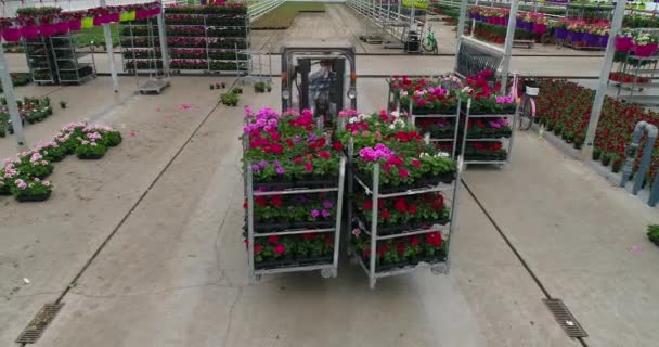Навантажувач несе барвисті квіти в теплиці, вирощуючи квіти в теплиці, промислові квіти, що ростуть — стокове відео