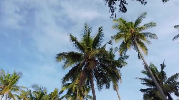 Palmy proti obloze, tropické rostliny proti obloze. Vysoké palmy proti obloze — Stock video