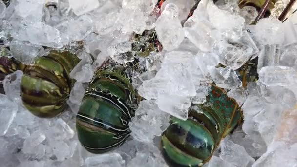 Свіжі омари в льоду, великий красивий омари в льоду — стокове відео