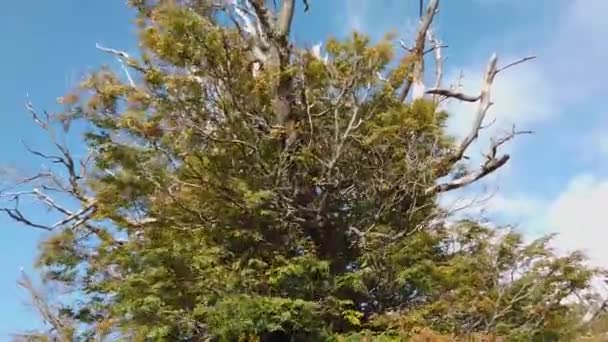 Bellissima natura della patagonia. Cile trekking, passeggiata in patagonia — Video Stock