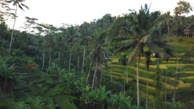Tepelerde pirinç tarlaları. Pirinç Terasları. Bali 'deki pirinç alanları