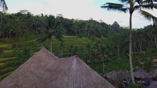 Campos de arroz en Bali. Campos de arroz en las laderas. Terrazas de arroz . — Vídeo de stock