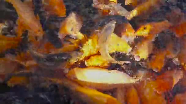 Feeding goldfish in a pond close-up, a group of beautiful goldfish in a pond. Feeding koi fish — Stock Video