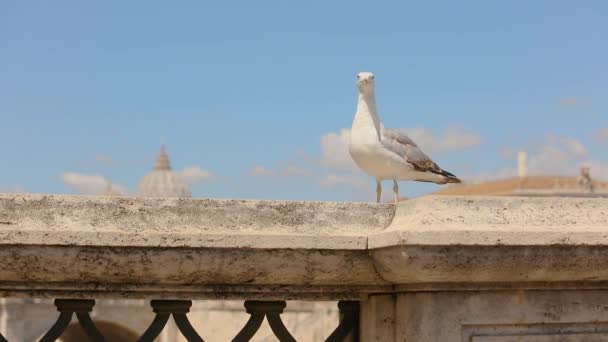 A seagull against the sky, a seagull against the sky, in the background the domes of St. Peters Cathedral — Stock Video