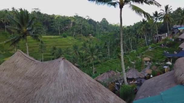Рисовые поля на склонах холмов. Райс Террасы. Рисовые поля на Бали — стоковое видео