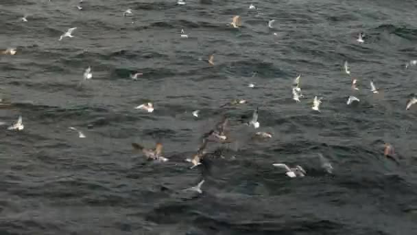 La foule de mouettes hurlant continuellement atterrissant sur l'eau et s'envole d'une surface d'eau — Video