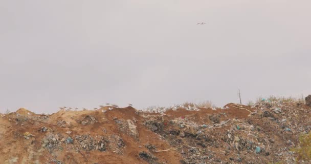 Seagulls on the trash, garbage birds, gulls eat on a garbage bin — Stock Video