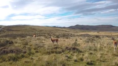 Lama 'lar doğada, patagonya' da, Şili 'de otlar. Patagonya, Şili 'deki dağların arka planında vahşi lama
