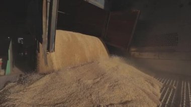 Depoda bir sürü buğday var. Bir kamyondan ambara buğday boşaltıyorum.