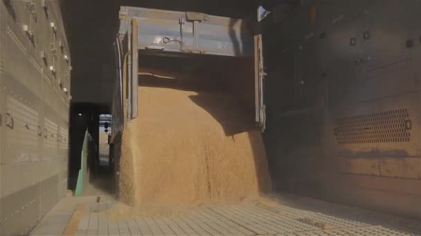 Scarico del grano da un camion. Scarico grano al rallentamento del magazzino. Scarichi di cereali — Video Stock