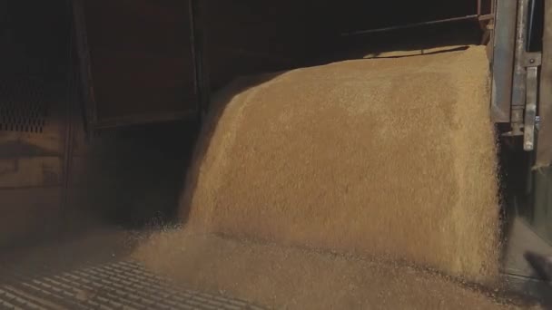 Beaucoup de blé est déchargé du camion à l'entrepôt. Chargement du blé dans un silo — Video
