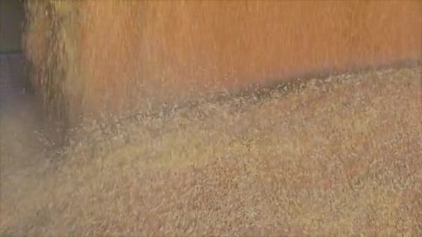 Grano in un primo piano del magazzino. Raccolta del grano, Magazzino del grano — Video Stock