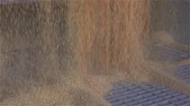 El primer plano del trigo que cae, cargando el trigo en el silo — Vídeos de Stock