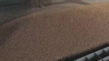 Depoda buğday var. Buğday Hasadı, Buğday Deposu