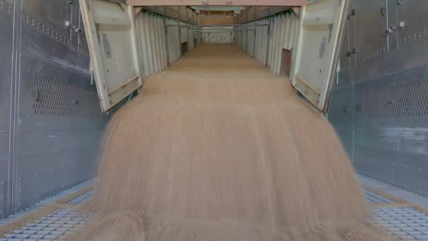 Warehouse with wheat. Loading wheat to the grain elevator — Stock Video