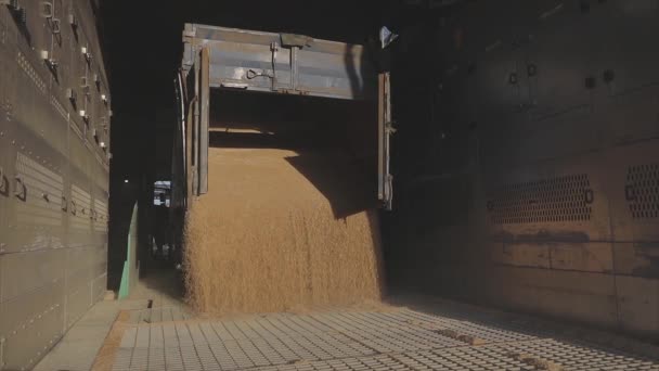 Het uitladen van tarwe uit een vrachtwagen. Het uitladen van tarwe naar het magazijn slow motion. Uitladen van granen — Stockvideo