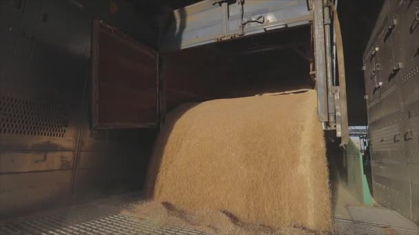 Vykládka pšenice ve skladu s autem. Vykládám pšenici z náklaďáku. Naložení pšenice do sila — Stock video