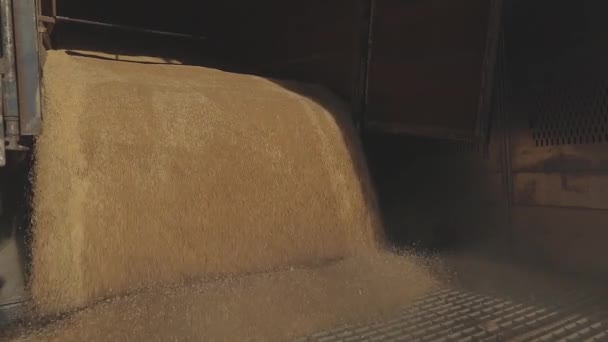 Rozładunek pszenicy w magazynie z samochodem. Rozładowywanie pszenicy z ciężarówki. Ładowanie pszenicy do silosu — Wideo stockowe