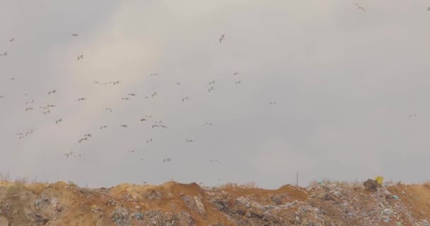 Seagulls on the trash, garbage birds, gulls eat on a garbage bin — Stock Video