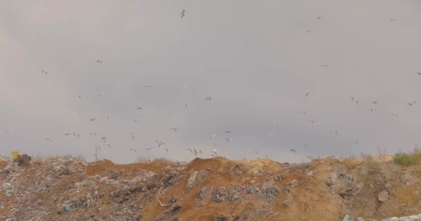 Burung terbang di atas tempat sampah. Polusi lingkungan — Stok Video