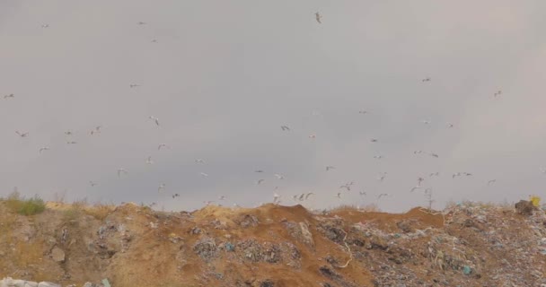 Οι γλάροι τρώνε σε χωματερή. Σκουπίδια. Τα πουλιά της χωματερής πετούν από πάνω του — Αρχείο Βίντεο
