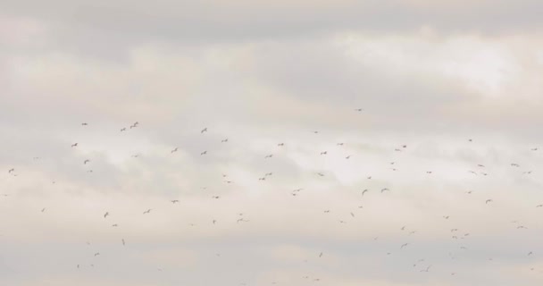 Troupeau d'oiseaux dans le ciel, oiseaux sur un fond de ciel nuageux, ciel gris déprimant avec des oiseaux — Video