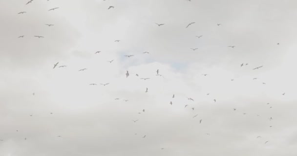 Grau bedrückender Himmel mit Vögeln. Vogelschar am Himmel, Vögel vor wolkenverhangenem Himmel — Stockvideo