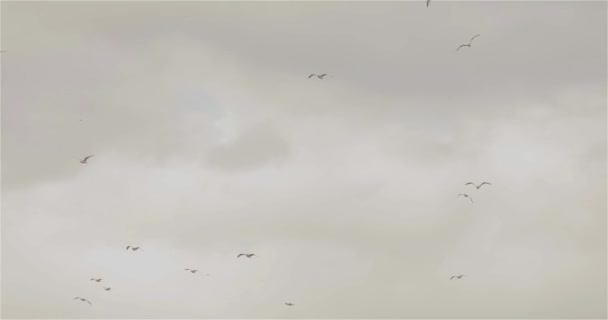 Bandada de aves en el cielo, aves en un fondo de cielo nublado, gris cielo deprimente con aves — Vídeos de Stock
