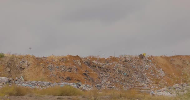 Καταθλιπτικό πλαίσιο απόρριψης σκουπιδιών με ιπτάμενα πουλιά, πουλιά σε χωματερή σε γκρίζο φόντο ουρανού — Αρχείο Βίντεο