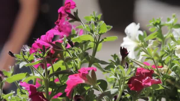 Petunia in the pot. Beautiful petunia in a pot. Petunia in a flower pot — Stock Video