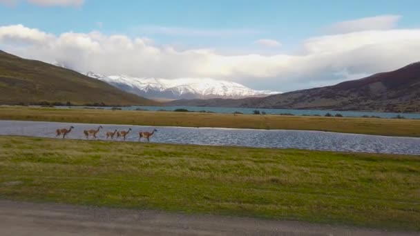 Llamas salvajes en patagonia. Llamas silvestres sobre un fondo de montañas — Vídeos de Stock