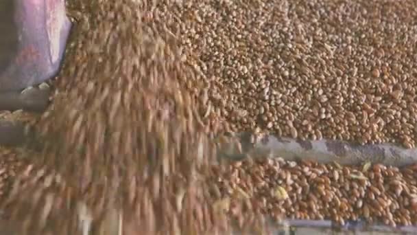 Primo piano della caduta del grano, Gocce di grano primo piano, — Video Stock