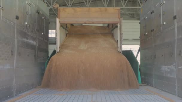 Almacén con trigo. Carga de trigo al elevador de grano — Vídeos de Stock