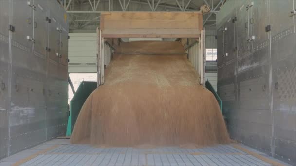 把小麦从卡车上卸到筒仓里，把小麦装到电梯里 — 图库视频影像