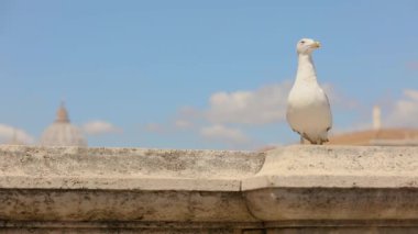 Arka planda gökyüzüne karşı Aziz Peter kubbesi. Roma 'da gökyüzüne karşı eski bir köprüde oturan bir martı..
