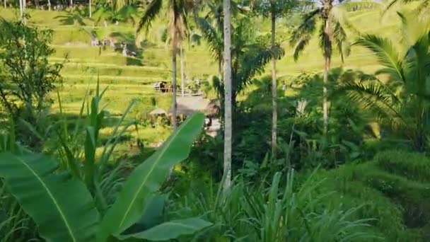 Tepelerde pirinç tarlaları. Pirinç Terasları. Bali 'deki pirinç alanları — Stok video